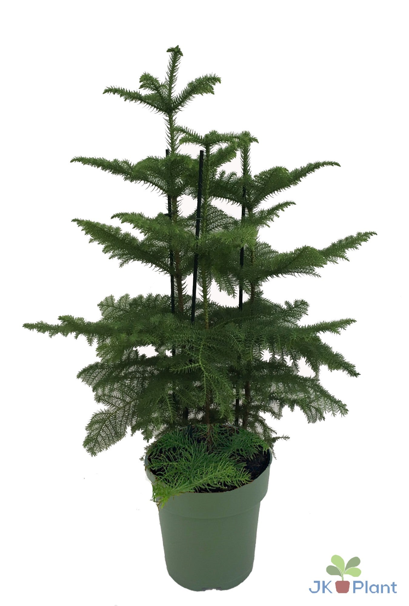 Araucaria heterophylla 100cm 27cm Pot