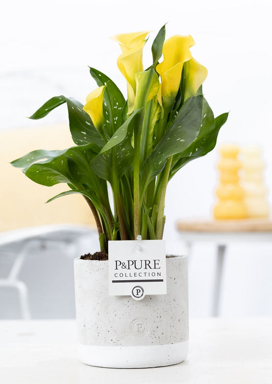 Zantedeschia Summer Sun 40cm 12cm Pot