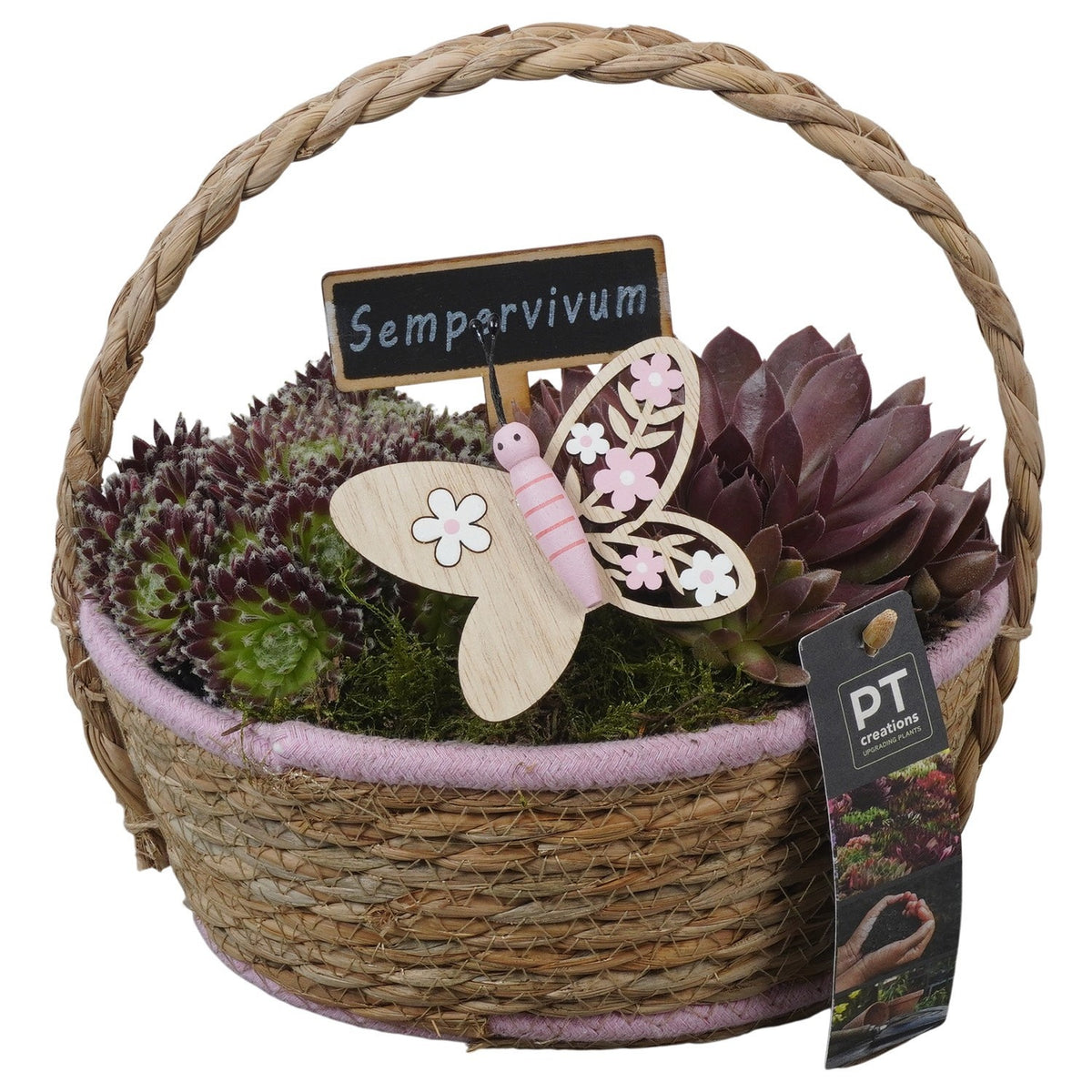 arr. Sempervivum 21cm 20cm Pot