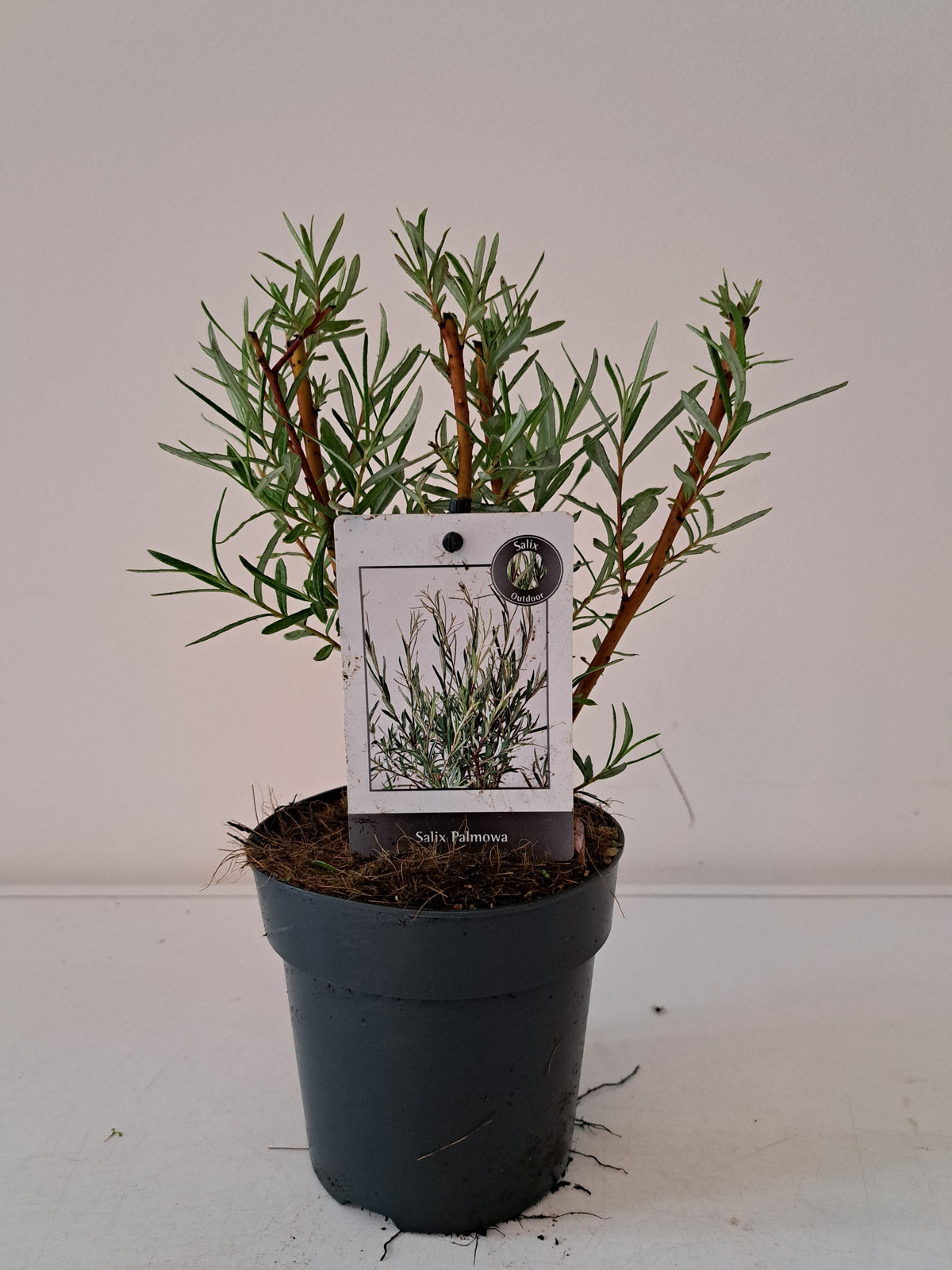 Salix alba mix 35cm 12cm Pot