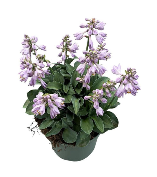 Hosta mix 25cm 19cm Pot