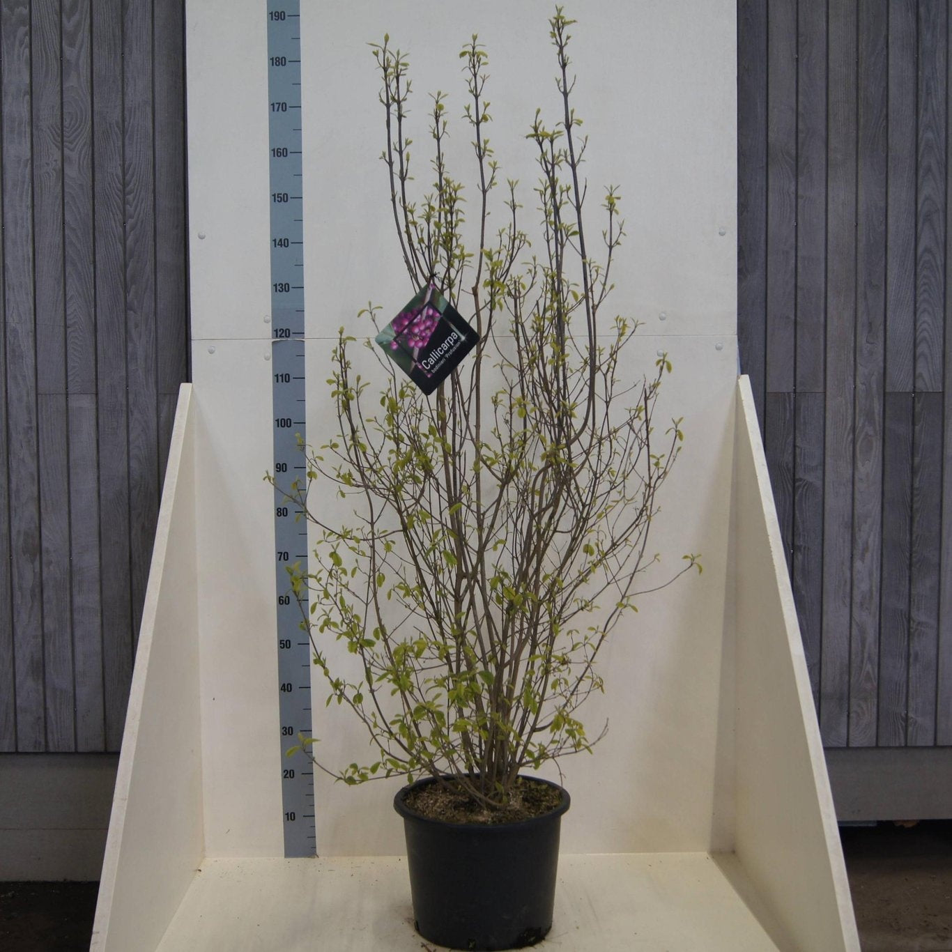 Callicarpa bod. Profusion 175cm 40cm Pot