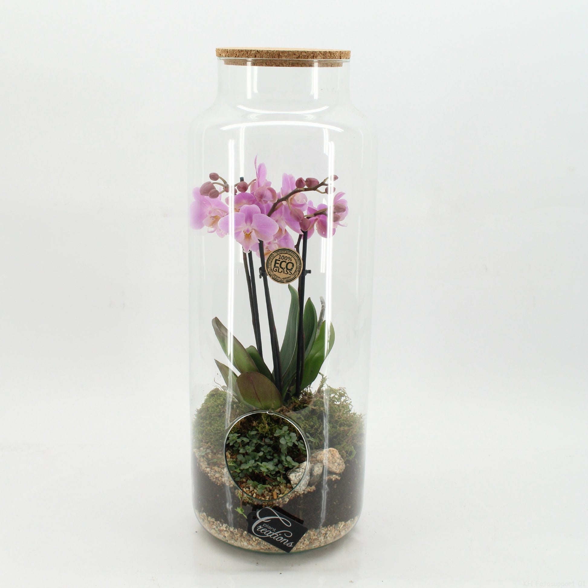 PHAL-2613RZ Phalaenopsis creatie terrarium 50cm 19cm Pot