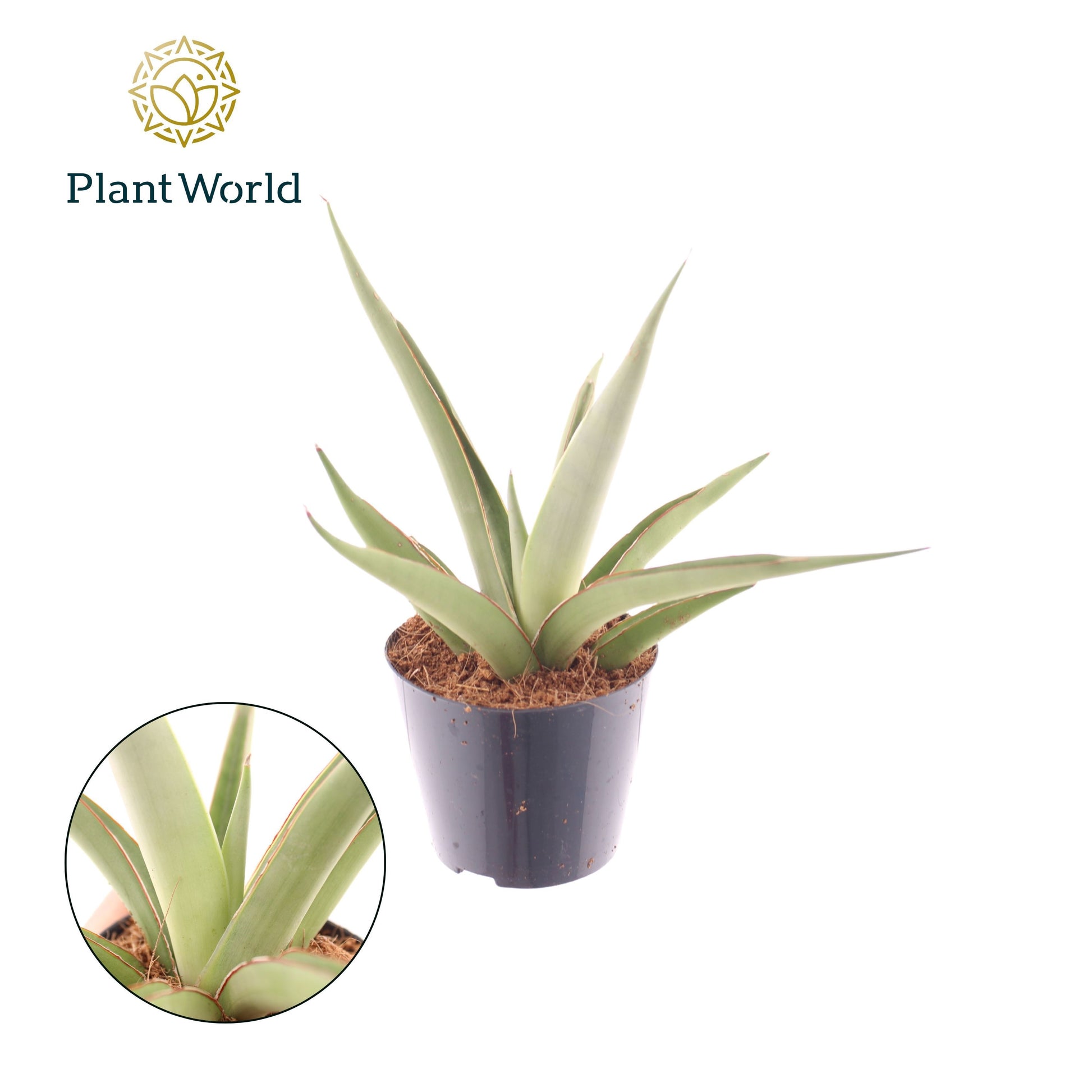 Sansevieria 20cm Special Pot (508)