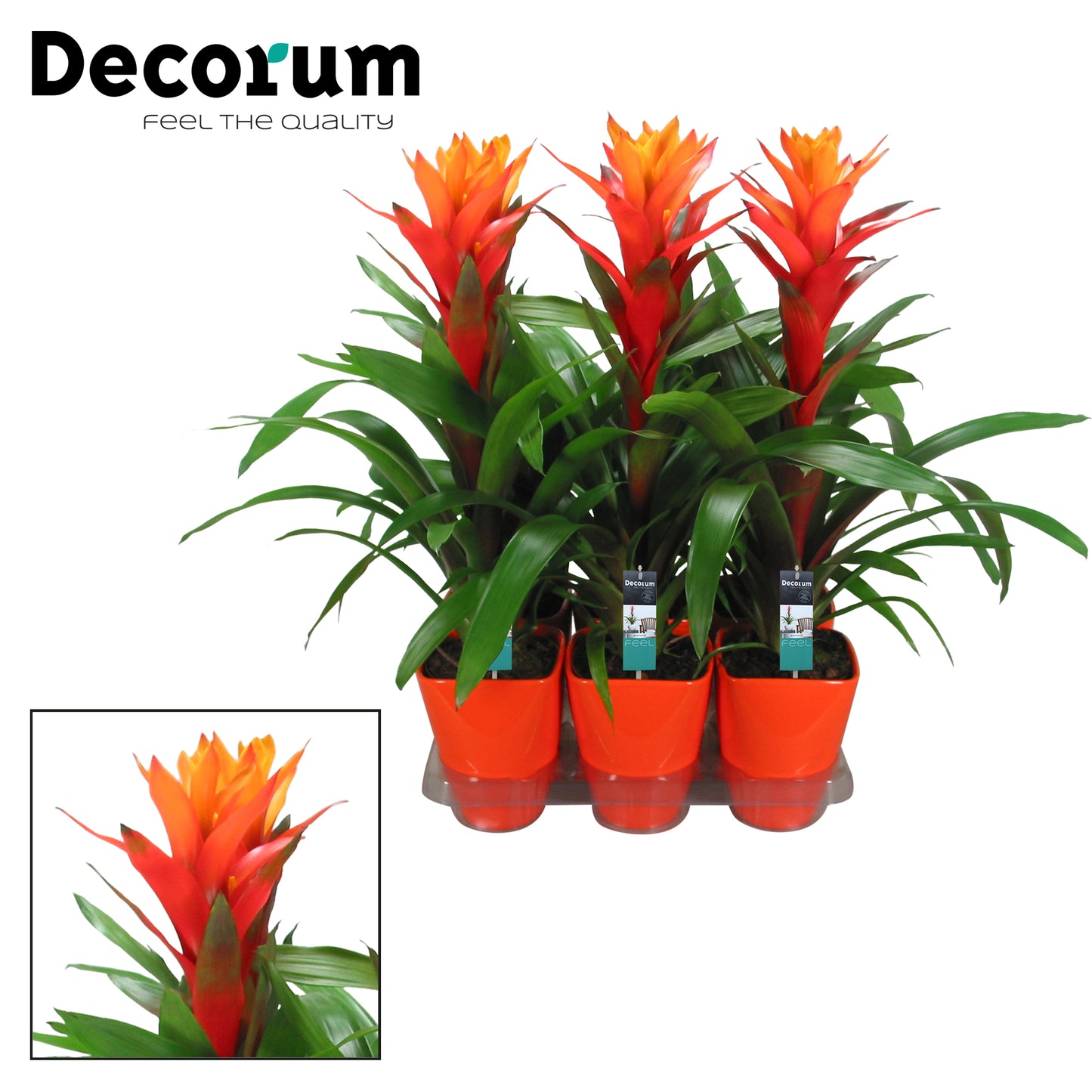 Guzmania Variada 60cm 14cm Pot