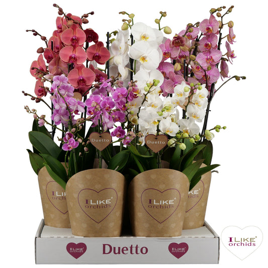 Phalaenopsis mix 70cm 17cm Pot