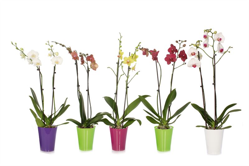Phalaenopsis mix 55cm 12cm Pot