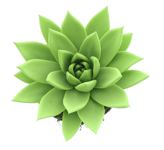 Euro Cactus Holland Bv Rainbow yellow-green Pack of 8