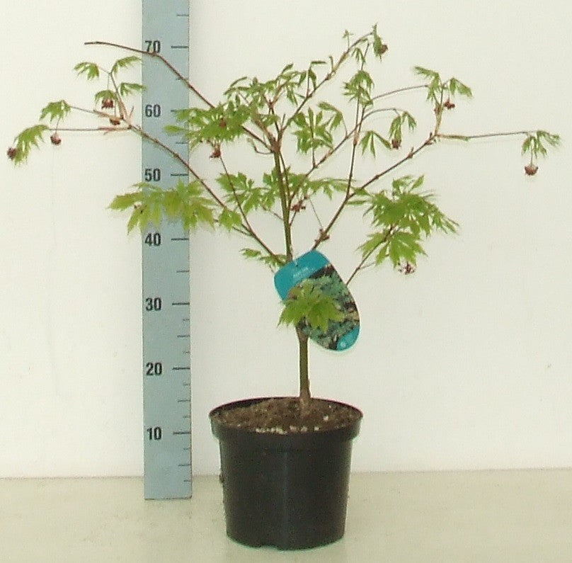 Acer Aconitifolium 50cm 23cm Pot