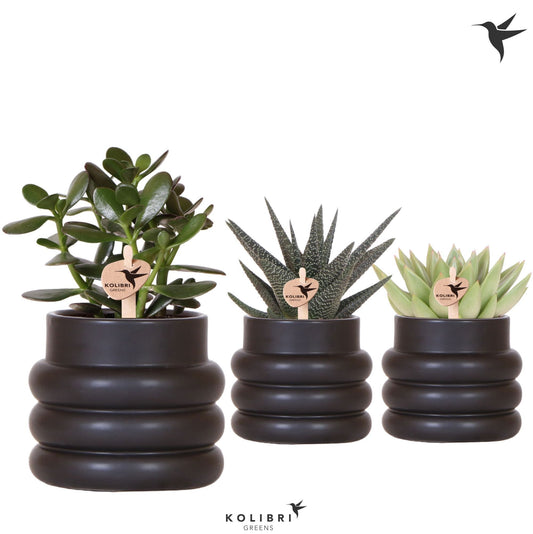 Succulent mix 21cm 9cm Pot