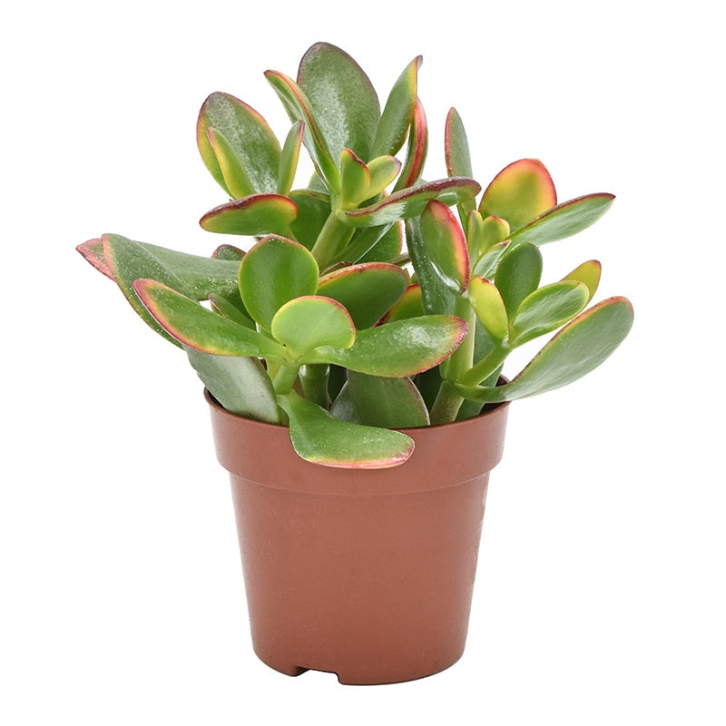 Amigo Plant VOF Crassula Sunset Pack of 18