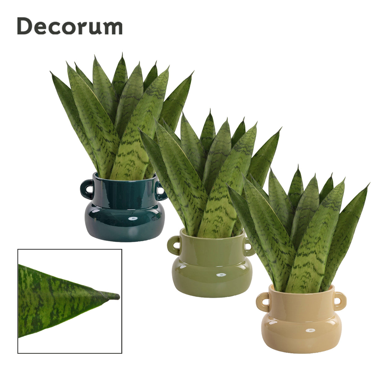 Sansevieria Zeylanica 25cm 9cm Pot