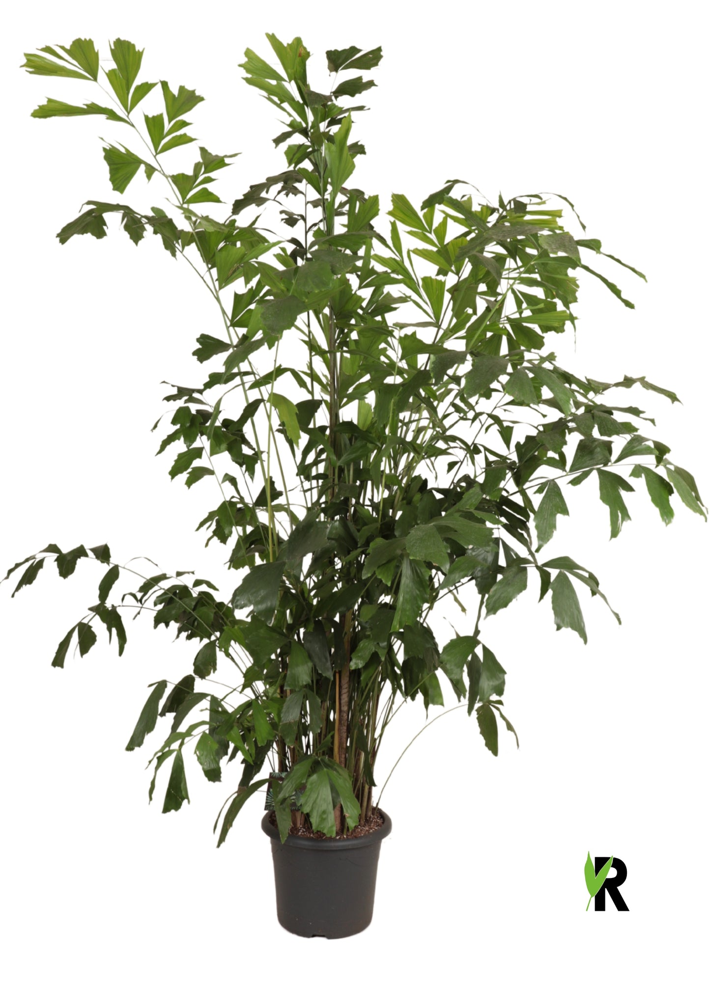 Caryota mitis 240cm 40cm Pot
