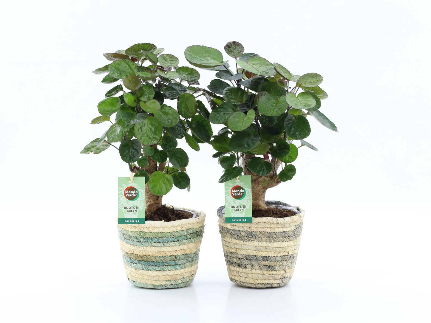 Polyscias Fabian 40cm 14cm Pot