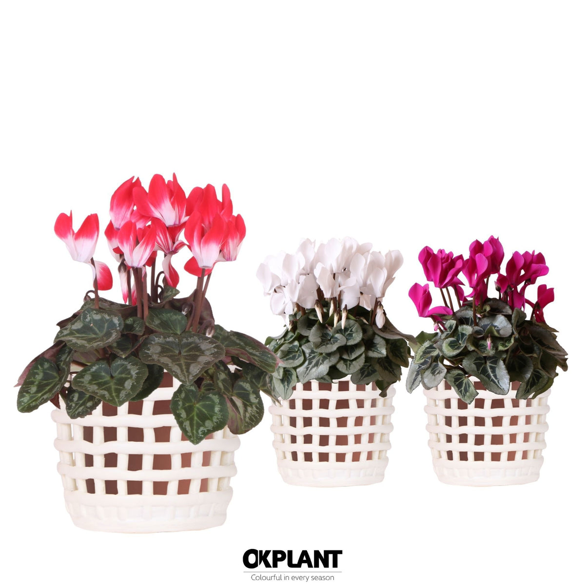 Cyclamen midi 25cm 12cm Pot