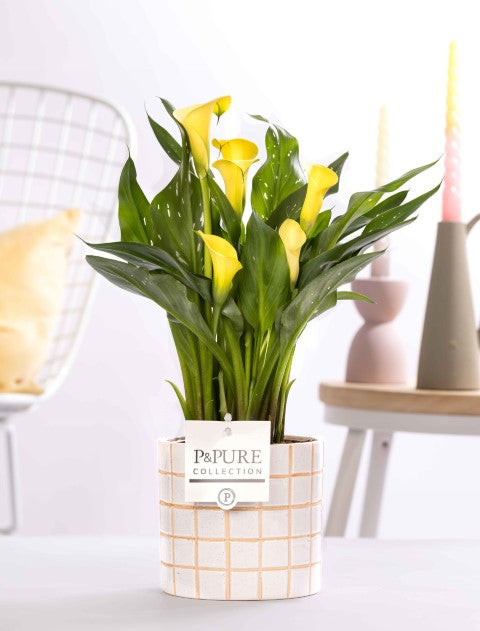 Zantedeschia Summer Sun 40cm 12cm Pot