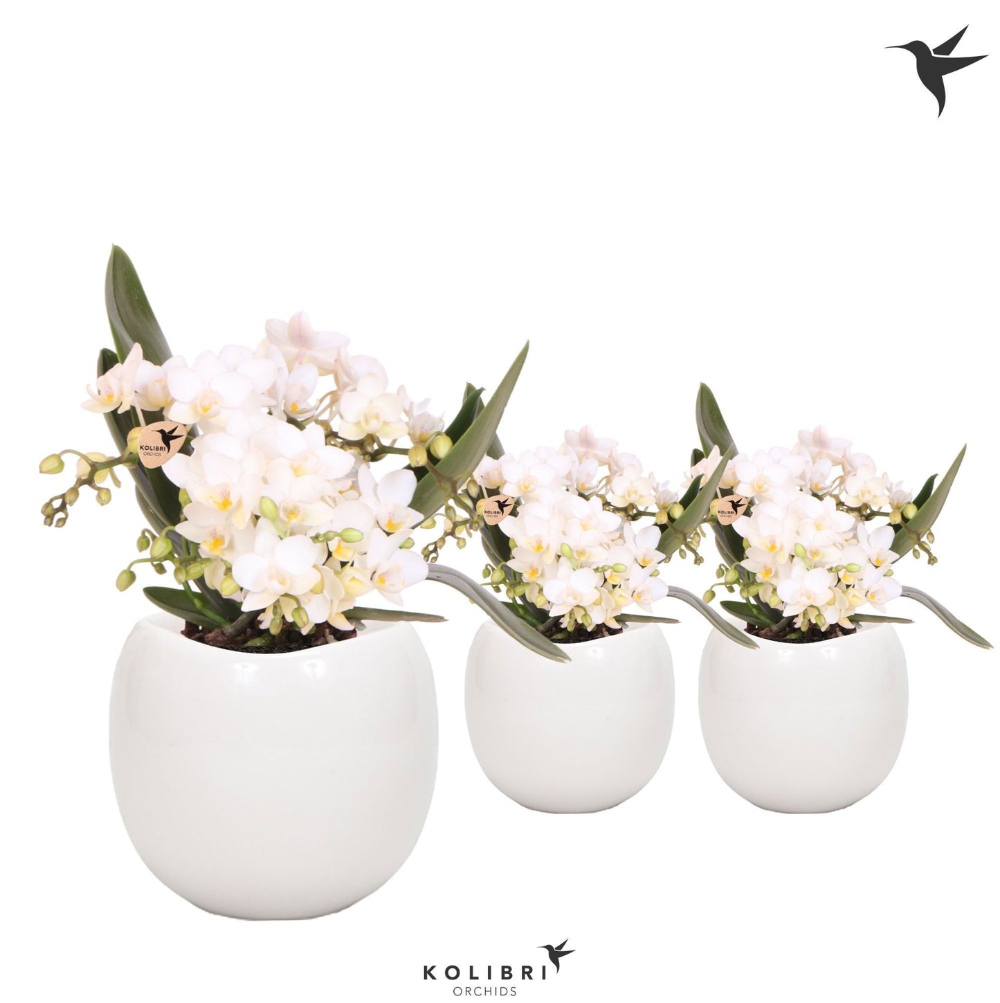 OK Plant Phalaenopsis mf. Nazare (+ drp.ceramic) Pack of 6