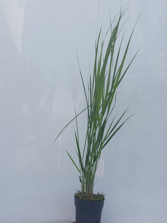 Panicum virgatum 120cm 17cm Pot