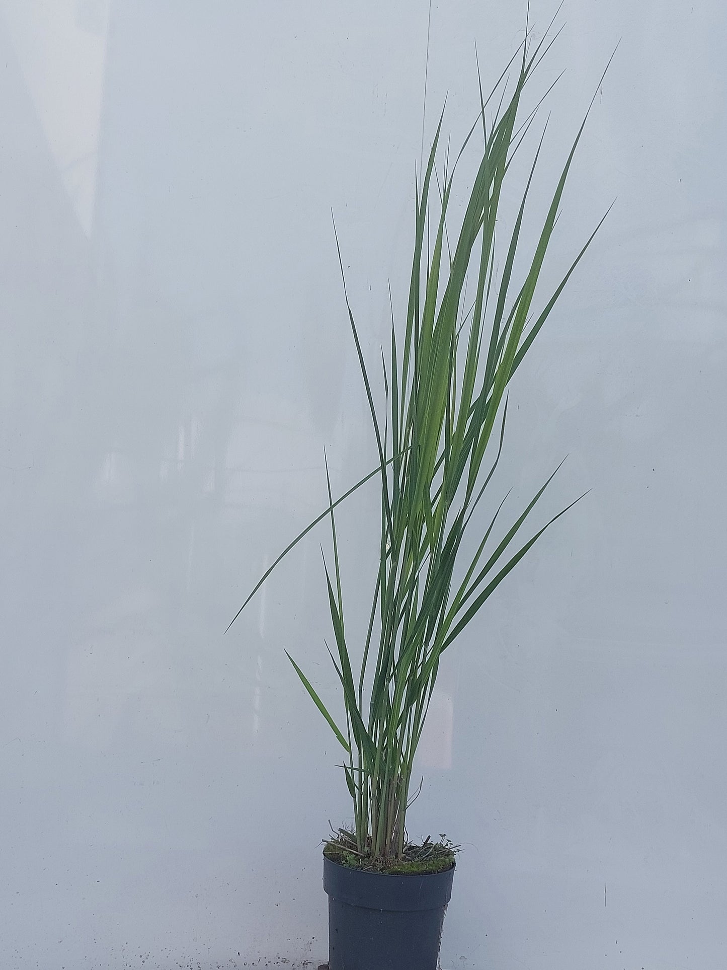 Winden BV, Buxuskw W. van Panicum virgatum Pack of 1