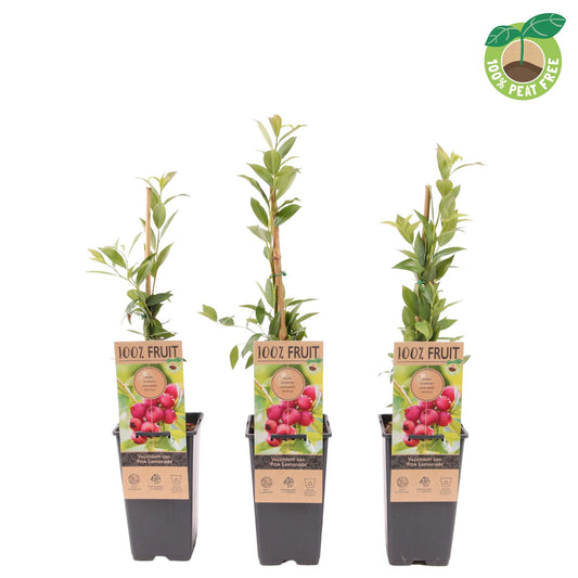Vaccinium Pink Lemonade 40cm 15cm Pot