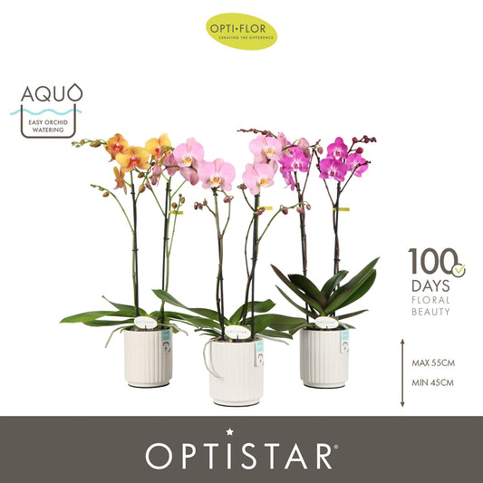 Phalaenopsis mix 50cm 12cm Pot
