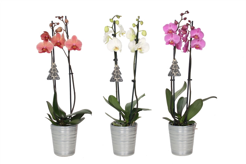Phalaenopsis mix 55cm 12cm Pot