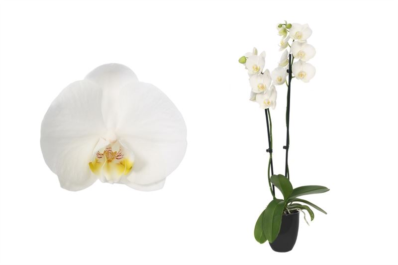 Phalaenopsis white 60cm 12cm Pot
