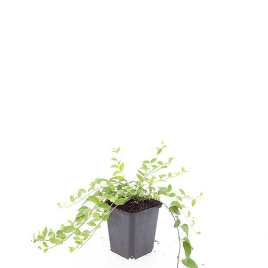 Vinca Atropurpurea 15cm 9cm Pot