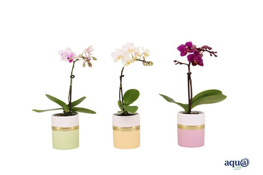Phalaenopsis hybrid 17cm 6cm Pot