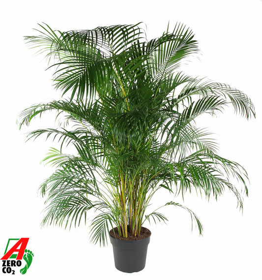 Dypsis lutescens 200cm 34cm Pot