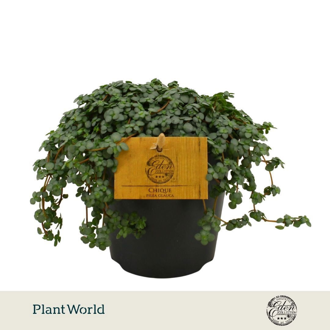 Plantworld Smit Kwekerij Pilea glaucophylla Pack of 8