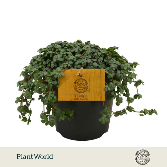 Pilea glaucophylla 20cm 12cm Pot