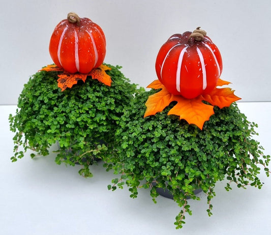 Turk, potplantenkwekerij Soleirolia green Pack of 15