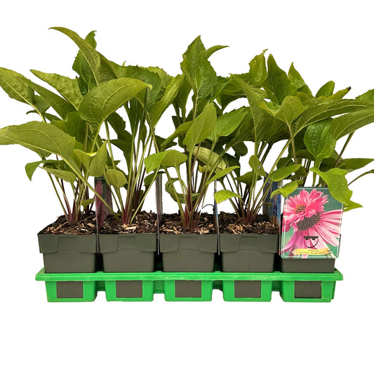 Echinacea purpurea 25cm 11cm Pot