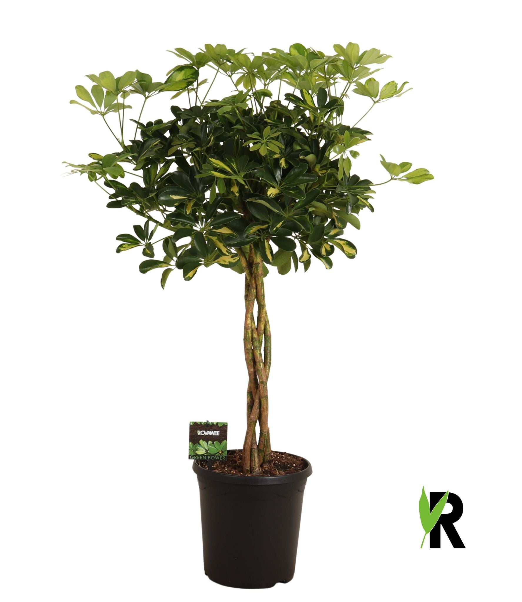 Schefflera Gold Capella 100cm 23cm Pot
