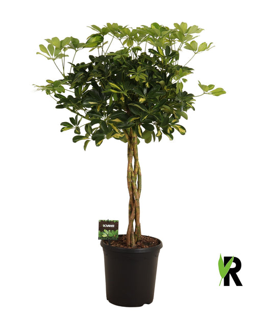 Schefflera Gold Capella 100cm 23cm Pot