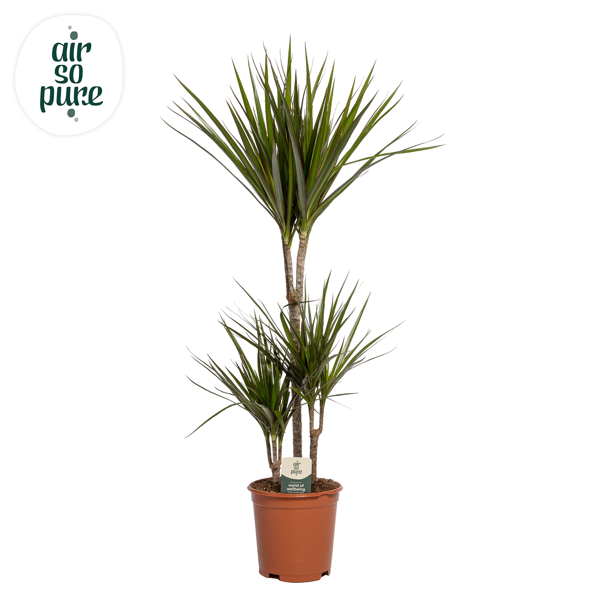 Dracaena marginata 95cm 21cm Pot