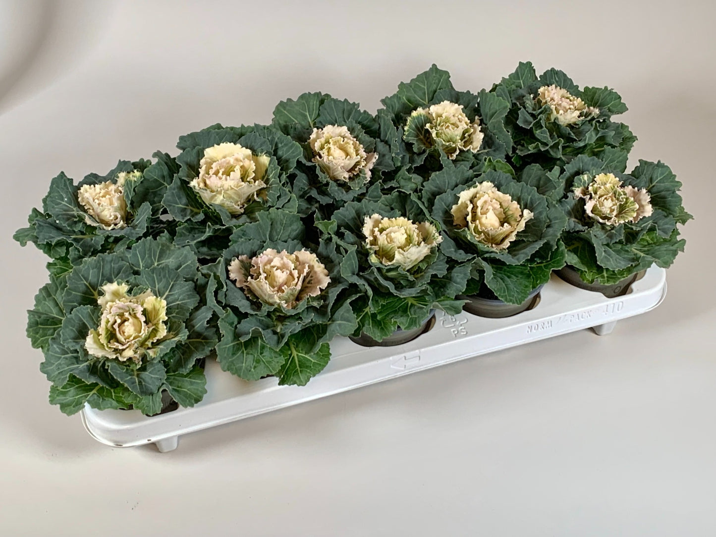 Kap-Tiegelaar. Kwekerij Brassica ole. mix Pack of 15