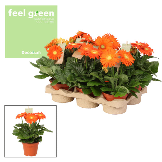 Gerbera Flori Line orange 20cm 12cm Pot