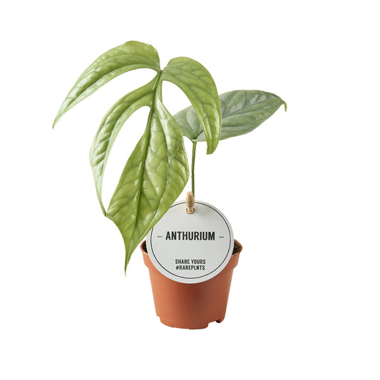 Monstera Variegated 12cm 6cm Pot