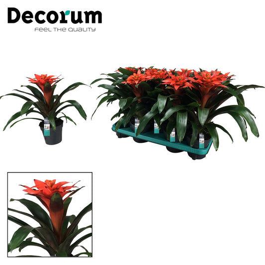 JungleStar BV Guzmania Tutti Frutti Pack of 9