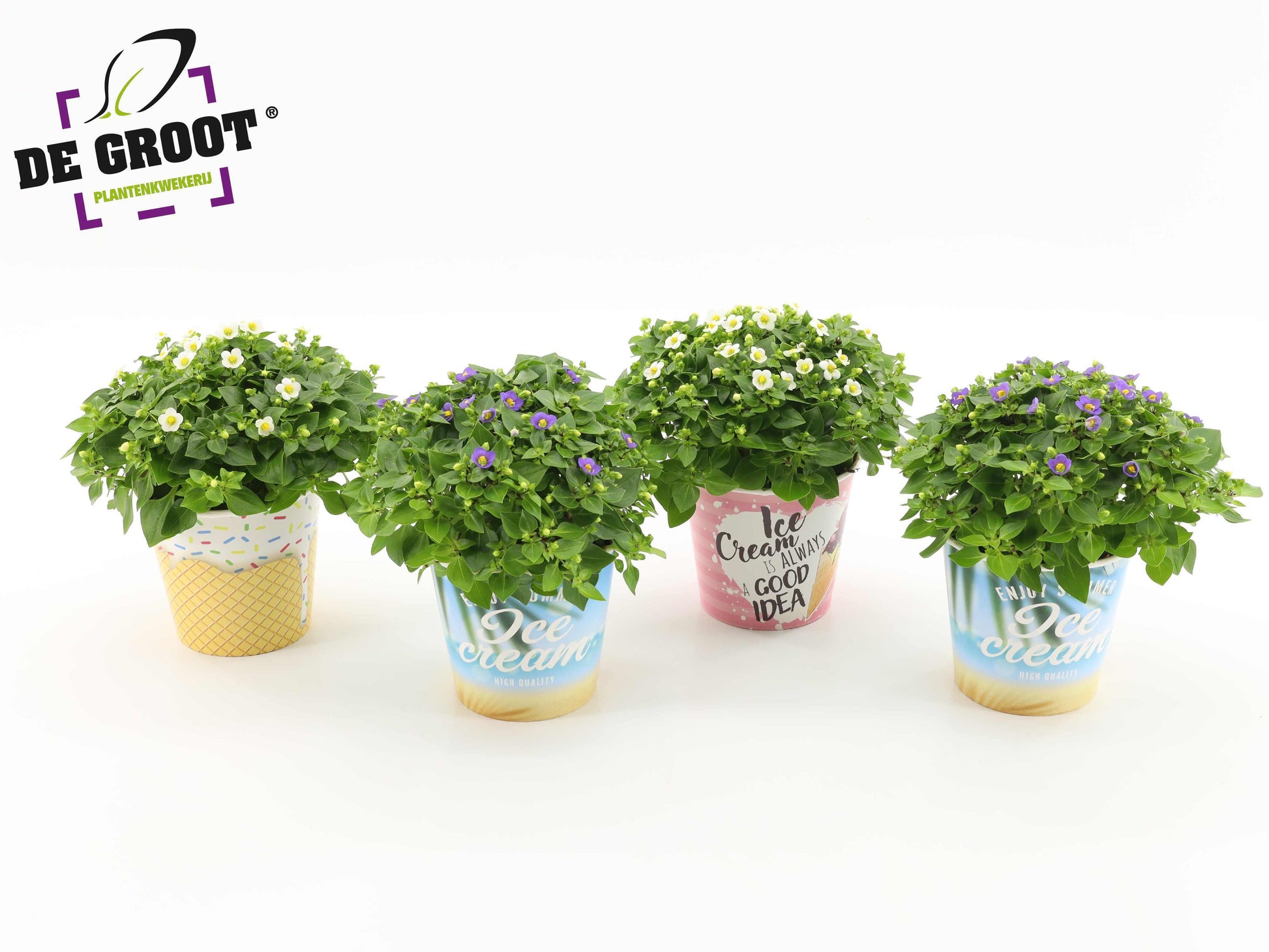Exacum affine 20cm 12cm Pot
