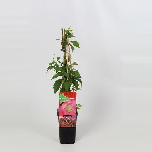 Parthenocissus engelmannii 60cm 14cm Pot