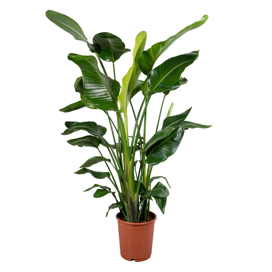 Strelitzia nicolai 130cm 24cm Pot