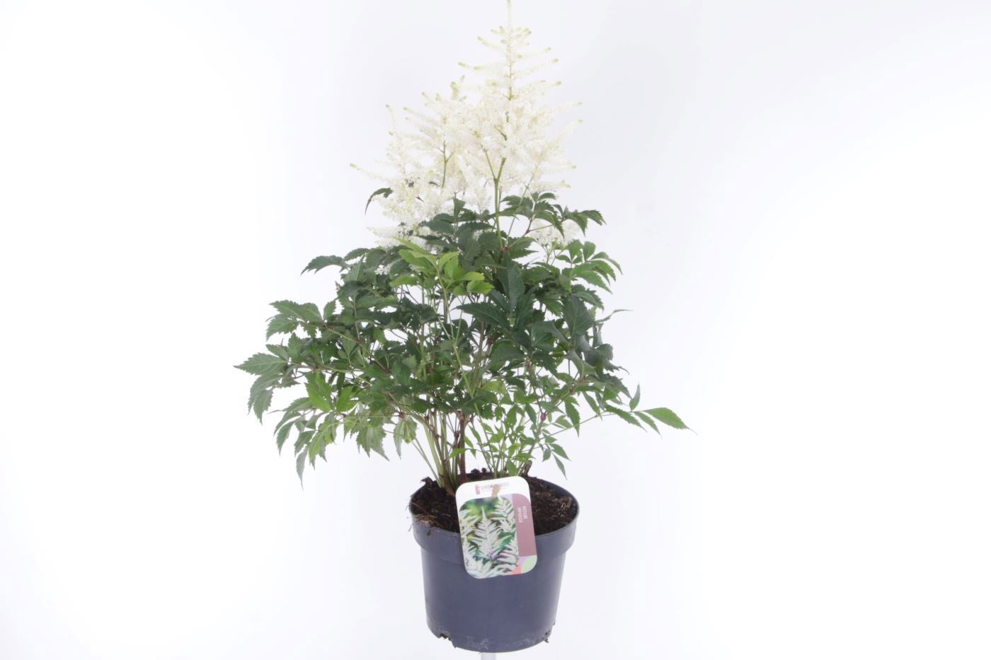 Astilbe jap. Deutschland 65cm 17cm Pot