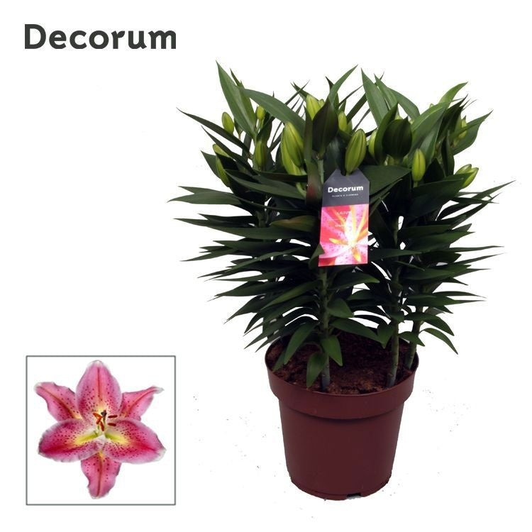 Lilium Reeleeze 60cm 19cm Pot