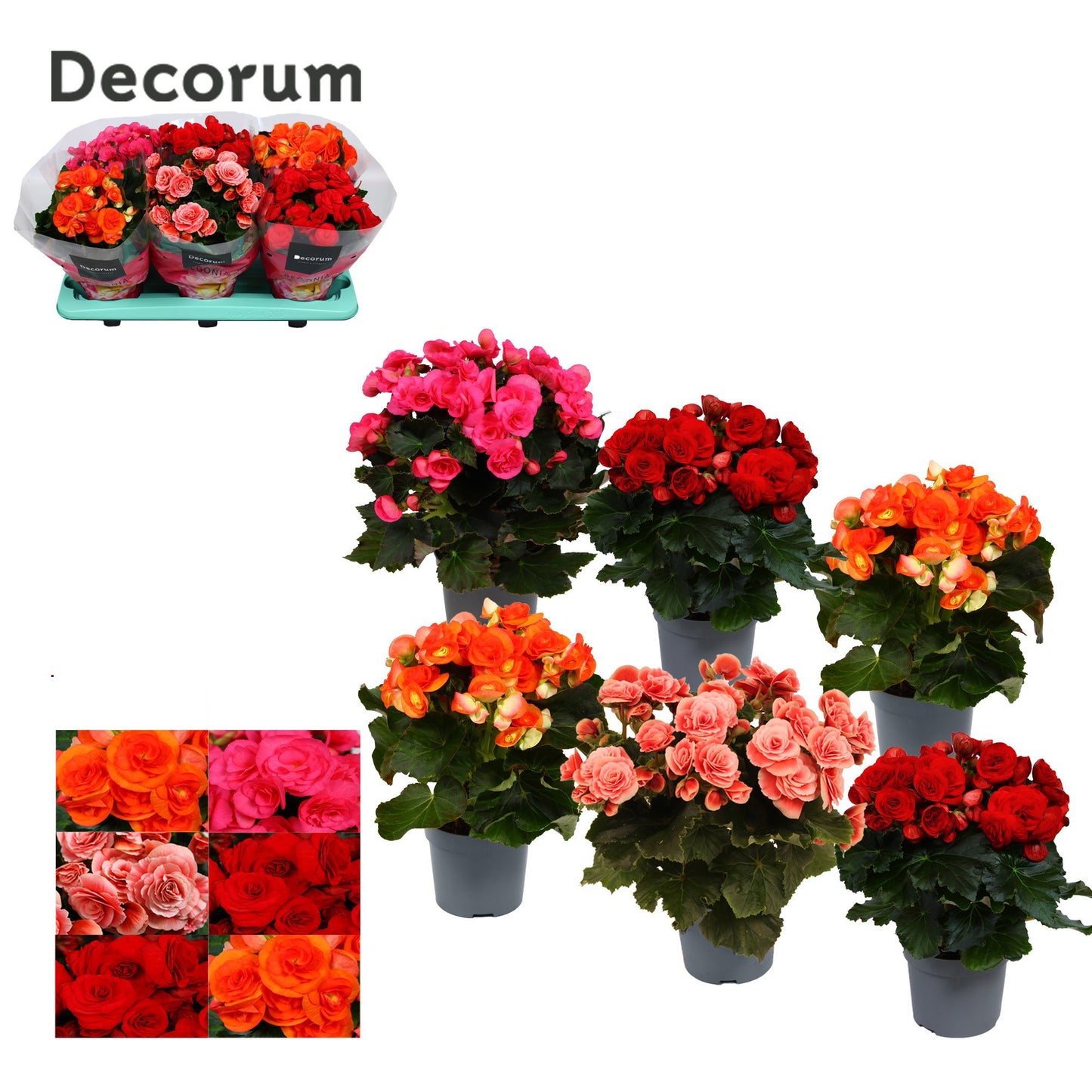 Begonia elatior  mix 30cm 13cm Pot