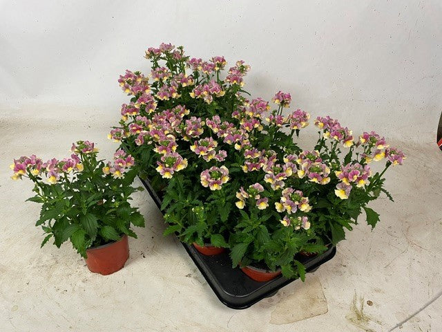 Nemesia Nuvo Pink Bicolour 17cm 510cm Pot