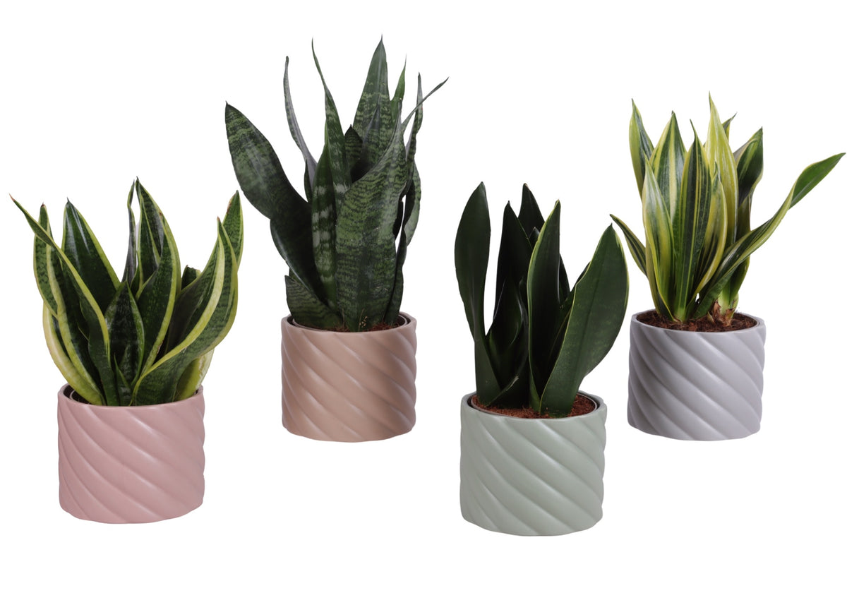 Sansevieria trifasciata 35cm 14cm Pot