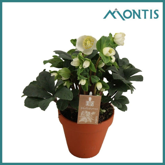 Helleborus niger Christmas Carol 34cm 15cm Pot